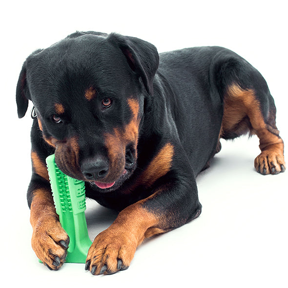 STRESS-FREE DIY DOG TOOTHBRUSH