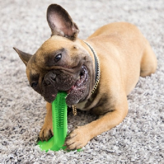 STRESS-FREE DIY DOG TOOTHBRUSH